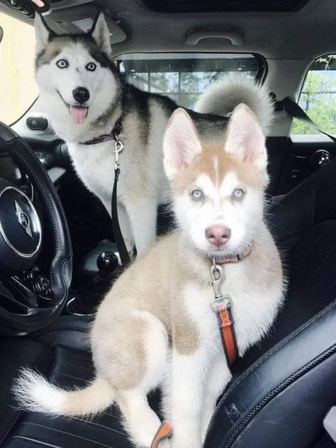 Dog Breeds That Get Along With Huskies | Dog Facts | Siberian Husky Aesthetic | Siberian Huskies Puppy Aesthetic Golden Husky, Cute Husky Puppies, Cute Husky, Siberian Husky Dog, Cute Dog Pictures, Husky Puppy, Husky Dogs, Baby Dogs, Siberian Husky