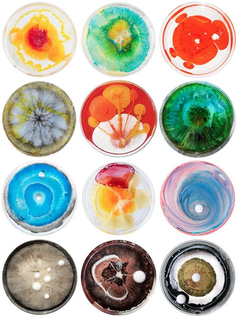 Petri dish | Microorganisms Klari Reis, Macro Fotografie, Petri Dishes, Biology Art, Bio Art, Petri Dish, Gcse Art, Arte Inspo, Science Art