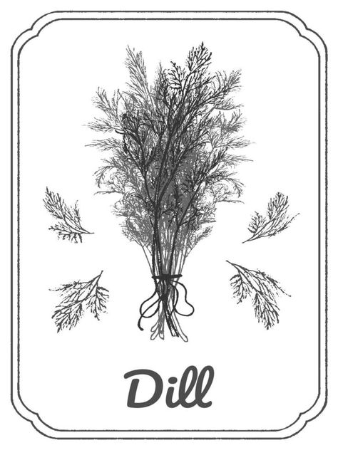 Dill ink sketch. Isolated on white background. Hand drawn vector illustration. Doodle monochrome outline. Green herbs, vegetable. Dill Drawings, Dill Illustration, Green Herbs, Illustration Doodle, Hand Drawn Vector Illustrations, Hand Drawn Vector, Ink Sketch, Tattoos And Piercings, Piercings