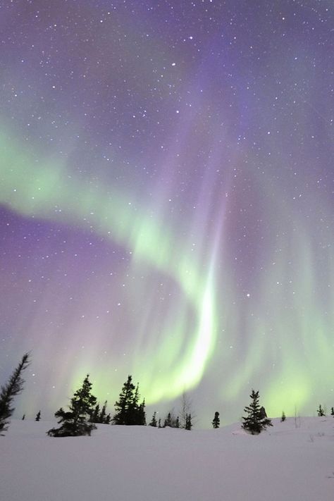 Northern lights Northern Aesthetic, Aurora Borealis Canada, North Europe, Northern Lights (aurora Borealis), Aurora Borealis Northern Lights, Travel Wallpaper, The Aurora, Snow Scenes, The Night Sky