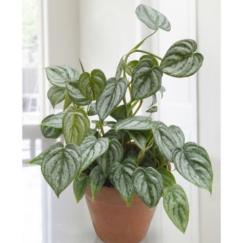 Philodendron Brandtianum | inderect medium light, allow the soil to dry between watering, ph 6.1- 7.3, humidity 50-60%, fertilize during grow season Brandtianum Philodendron, Philodendron Brandtianum, Indoor Oasis, Plant Wishlist, Plant Goals, Philodendron Plant, Plant Aesthetic, House Plants Decor, Cactus Y Suculentas