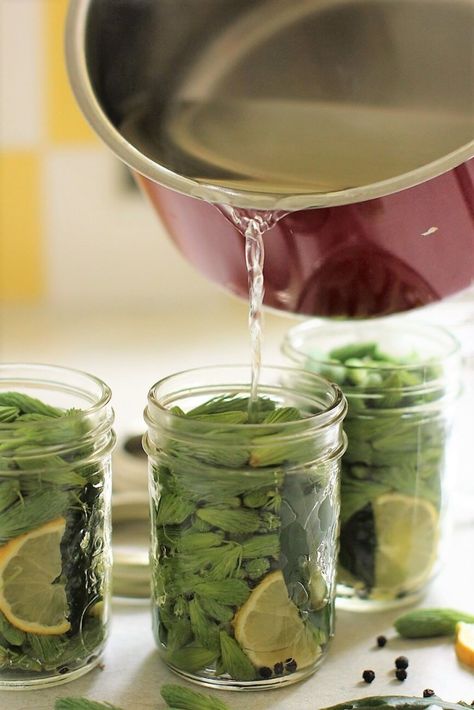 Pickled Spruce Tips | Kitchen Frau Spruce Tip Jelly Recipe, Spruce Tips Recipes, Foraged Recipes, Pickling Brine, Spruce Tips, Fairy Food, Wild Food Foraging, Foraging Recipes, Canning Food Preservation