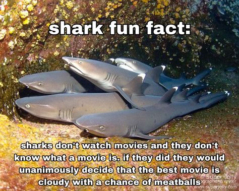 Shark Fun Facts, Silly Sharks, Shark Stuff, Goblin Shark, Save The Sharks, Shark Facts, Shark Pictures, So Silly, Silly Goofy