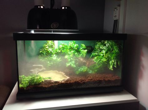 Frog fogger! Blinky's pac-man / horned frog setup - Page 13 - Reptile Forums Toad Tank Setup, Pacman Frog Setup, Pac Man Frog Terrarium, Pac Man Frog Enclosure, Pacman Frog Enclosure, Pacman Frog Terrarium, Frog Setup, Fire Skink, Pac Man Frog