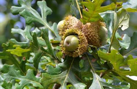 Photo-1-Bur-Oak-Acorns Bur Oak Tree, Permaculture Design Course, Soil Conservation, Burr Oak, Tree Seedlings, Tree Species, Best Perennials, Permaculture Design, Ornamental Trees