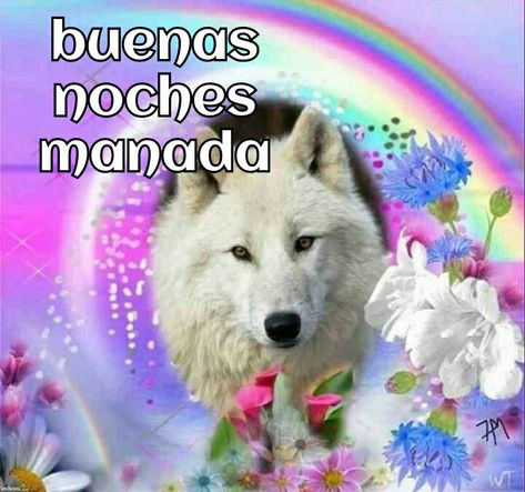 Lobo Meme, Wolf Meme, Funny Emoticons, Draw The Squad, Justin Bieber Pictures, In Memes, Spanish Memes, Meme Stickers, Bear Wallpaper