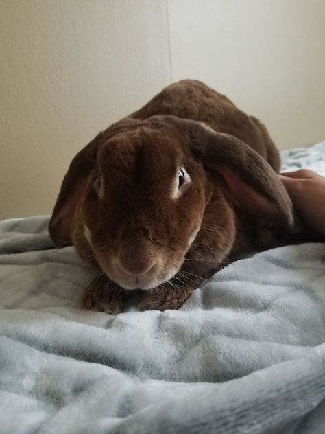 Chocolate otter velveteen doe~ Cherry ❤ Velveteen Lop Rabbit, Baby Piglets, Animal Collective, Mini Lop, Rabbit Photos, Tiny Horses, Velveteen Rabbit, Fluffy Bunny, House Rabbit