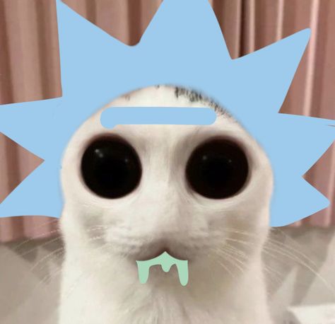 Cat Rick And Morty, Rick And Morty Reaction Pics, Rick And Morty Matching Pfp, Rick Pfp, Rick Sanchez Icon, Rick And Morty Cute, Rick Sanchez Pfp, Rick And Morty Icon, Rick And Morty Pfp