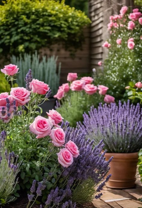 Pink And Purple Flower Garden, Roses On Balcony, Roses And Lavender Garden, Rose And Lavender Garden, Lavender And Rose Garden, Lavender Garden Landscaping, Rose Garden Ideas Backyards, Lavender In Garden, Roses Landscaping Ideas