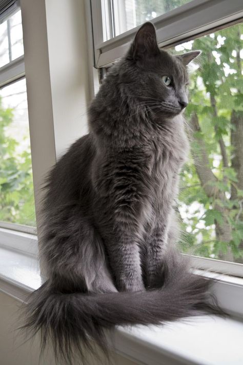 Nebelung Cat, Nebelung, Cat Pose, Cute Black Cats, Product Recommendations, Cat Aesthetic, Warrior Cats, Pretty Cats