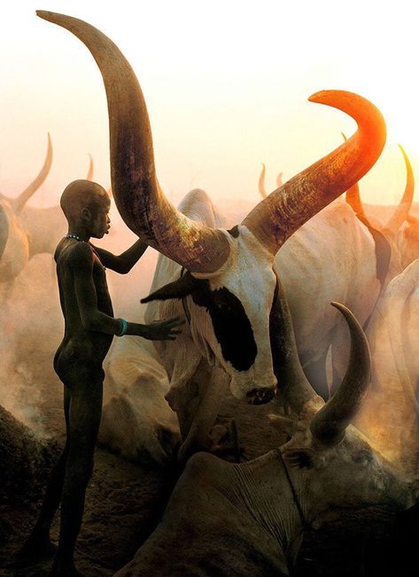 The Ankole cattle of the Dinkas people in Sudan look absolutely mythical Long Horn, African Spirituality, Foto Art, 인물 사진, Animal Photo, Beautiful Creatures, Animal Kingdom, Animal Photography, Animals Beautiful