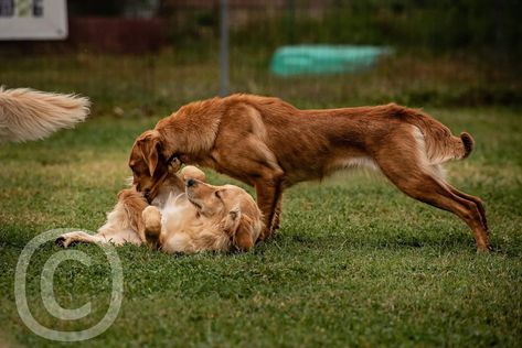 field golden retriever Field Line Golden Retriever, Field Golden Retriever, Golden Retriever Hunting, Working Dogs, Most Favorite, Best Dogs, Dog Breeds, Golden Retriever, Labrador