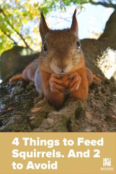 Squirell House Diy, Food For Squirrels, Squirrel Home Diy, Pet Squirrel Habitat, What To Feed Squirrels, Squirrel Feeder Ideas, Squirrel House Ideas, Chipmunk House Diy, Squirrel Food Diy