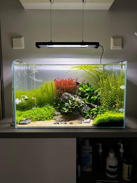 Neon Tetra Tank Ideas, Square Fish Tank, Aquascape Ideas, Aquarium Architecture, Fish Types, Fish Tank Themes, Aquarium Garden, Neon Tetra, Fish Tank Terrarium