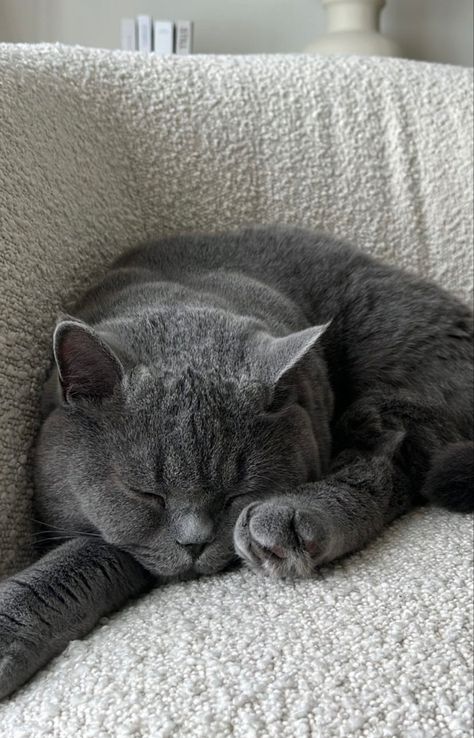 Grey Cat Aesthetic, Burmese Kittens, British Blue Cat, British Cat, Chartreux Cat, Cat Obsession, British Shorthair Cats, Gray Cat, Grey Cat