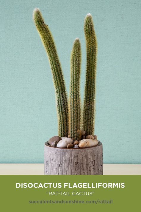 Cactus Names, Rat Tail Cactus, How To Grow Cactus, Kaktus Dan Sukulen, Cactus House Plants, Garden Cactus, Cactus Seeds, Indoor Cactus, Cactus Care