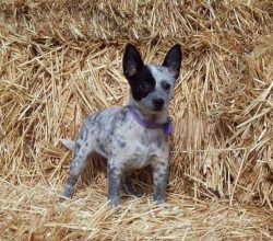 I get asked all the time where we got Monday so I thought I would post the breeders info  3)Mini and Toy Heelers | Rightwayranch@hotmail.com Red Heeler Puppies, Blue Heeler Training Tips, Miniature Cattle, The Breeders, Blue Heeler Pit Mix Puppy, Blue Heeler Puppies, Red And Blue Heeler Mix Puppy, Heeler Dogs, Austrailian Cattle Dog