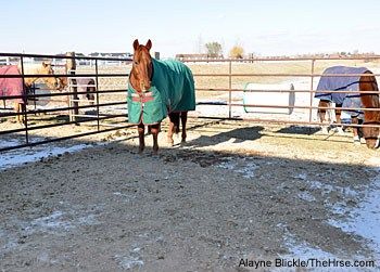 Paddock Footing, Mud Management, Horse Stables Design, Equine Stables, Horse Pens, Horse Paddock, Horse Barn Ideas Stables, Horse Lessons, Paddock Paradise