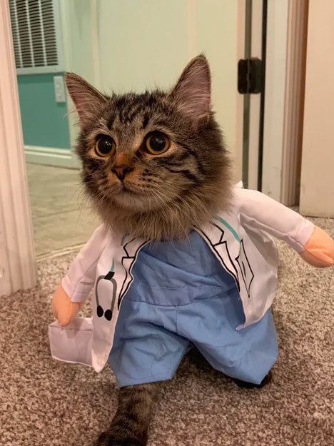 This doctor who works hard to avoid medical CAT-astrophes: A Doctor, A Cat, The Day, Memes