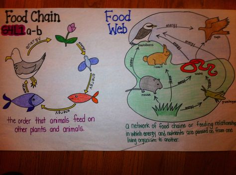 Food chain food web comparison Food Webs, Fourth Grade Science, Science Anchor Charts, 7th Grade Science, Food Chains, Third Grade Science, 8th Grade Science, 4th Grade Science, 6th Grade Science