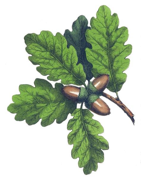 Vintage color drawing of an oak tree branch and acorns.  Reusable Art - Great site for available art images. Acorn Drawing, Oak Tree Drawings, Drawing Leaf, Branch Drawing, Oak Acorn, Drawing Tree, Oak Branch, Color Drawing, Leaf Drawing