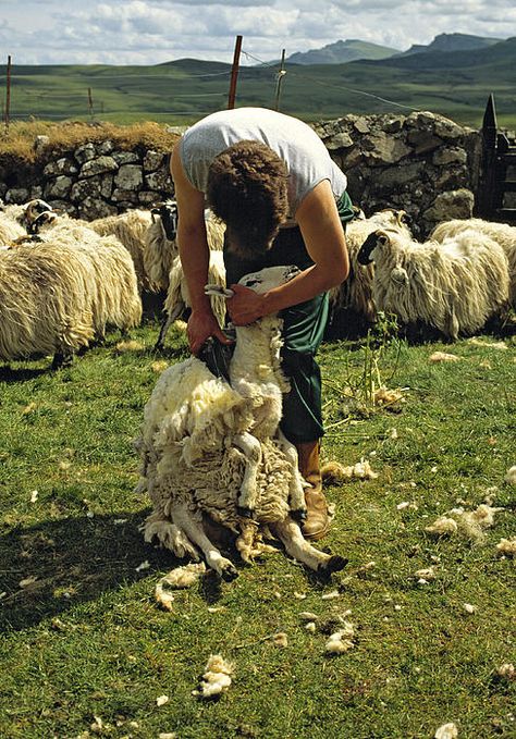 Sheep Shearing The Old Way Scotland ©David Davies Fiber Farm, Shearing Sheep, Sheep Farmer, Winters Tale, Quintessentially British, Sheep Shearing, Farm Pictures, Guinea Fowl, Winter's Tale