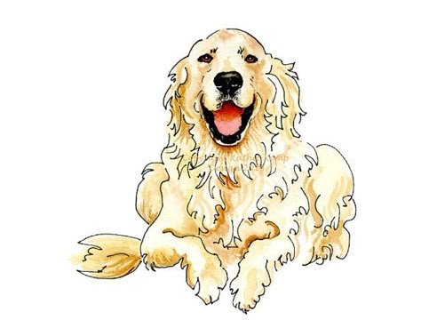 Easy Golden Retriever Drawing, Cartoon Golden Retriever, Wedding Crests, Golden Retriever Illustration, Golden Retriever Drawing, Golden Retriever Watercolor, Painting Basics, English Cream Golden Retriever, Cream Golden Retriever