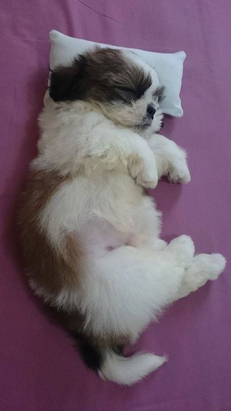 Perro Shih Tzu, Chien Shih Tzu, Shitzu Dogs, Shitzu Puppies, Havanese Dog, Dog Sleeping, 강아지 그림, Funny Pets, Really Cute Dogs