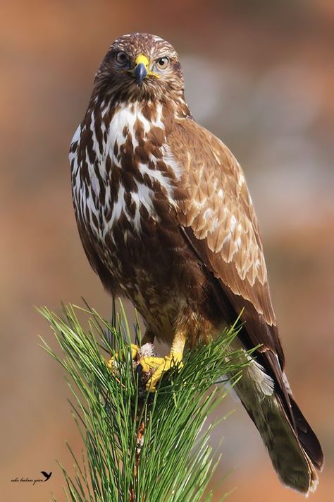 Common Buzzard, Disney Garden, Out On A Limb, Animal Reference, Buzzard, Extinct Animals, Birds Of Prey, B L, Bald Eagle