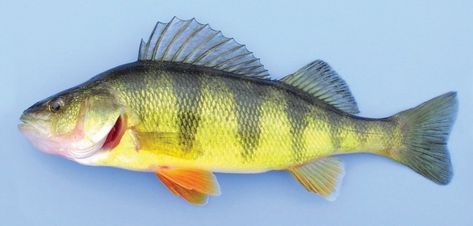 Yellow Perch, Fishing Freshwater, Fish Mounts, Perch Fishing, Canine Tooth, Fish Artwork, Home Aquarium, River Fishing, Tan Body