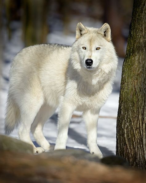 Pure White Wolf | pure white female wolf song is very quiet and shy but once you get ... Wolf Husky, Wolf Artwork, Arctic Wolf, Wolf Photos, Wolf Love, Wild Wolf, Wolf Pictures, Beautiful Wolves, Wolf Spirit