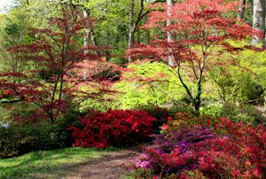 Japanese Acer Garden, Acers In The Garden, Japanese Maple Tree Landscape, Maple Tree Landscape, Acer Trees, Chicago Bungalow, Planting Combinations, Landscape Tips, Japanese Style Garden