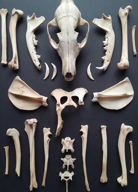 These fox bones were ethically sourced and foraged by us in the UK.  Bundle includes skull, mandibles, vertebrae, ribs, leg bones, scapula, hip and more  bones from one fox. This is not a complete skeleton as some bones are missing. Many teeth are separate as they have fallen out of the skull and mandibles. The skeleton is about 80% complete. Perfect to add to your curiosity collection or to be used in crafts. All imperfections are photographed so pleased be aware of the condition you are buying it in.  All bones will be packaged as safely and protected as possible but due to the fragile nature of the item we cannot guarantee against damages occurring during transport.  Eg. Teeth have potential to fall out of skull and mandibles.  Item will be sent 2nd Class Royal Mail. 1st class option av Bones Craft, Curiosity Collection, Fox Bones, Lighter Holder, Leg Bones, Match Box, The Skeleton, The Skull, Skull And Bones