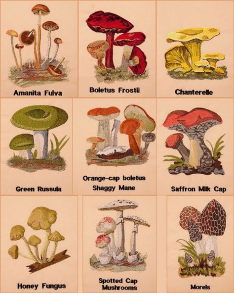 BFC1661 Vintage Mushrooms Toadstool Ornaments, Vintage Mushroom Art, Embroidery Lazy Daisy, Fantastic Fungi, Vintage Embroidery Patterns, Mushroom Identification, Mushroom Poster, Vintage Embroidery Transfers, Daisy Stitch