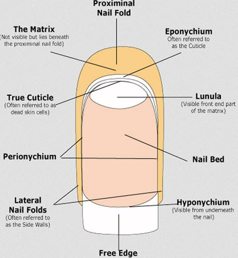 Our Essential Cuticle Care Guide Nail Structure, Nail Anatomy, Nail Education, Nail Tech School, Nail School, Nail Care Diy, Emerald Nails, Diy Pedicure, Nail Business