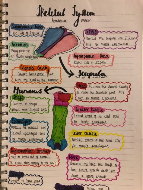 Anatomy Bones Notes, Human Skeleton Biology Notes, Classification Of Bones Notes, Appendicular Skeleton Labeling, Gcse Pe, Skeleton Labeled Human Anatomy, Vet Tech School, Nursing Classes, Medicine Notes