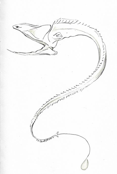 Eels Drawings, Moray Eel Illustration, Deep Sea Creatures Drawings, Eel Anatomy, Eel Tattoo Design, Big Fin Squid, Moray Eel Tattoo, Eel Drawing, Eel Tattoo