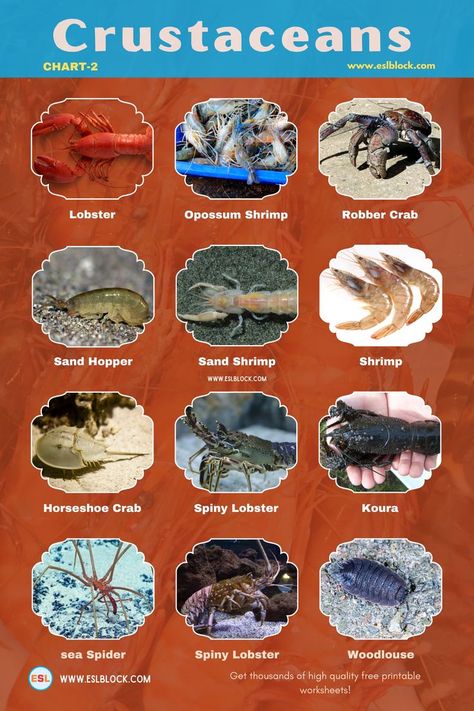 Robber Crab, Crustaceans Art, English Nouns, Sea Spider, Spiny Lobster, Vocabulary English, Cool Facts, Ocean Unit, Horseshoe Crab