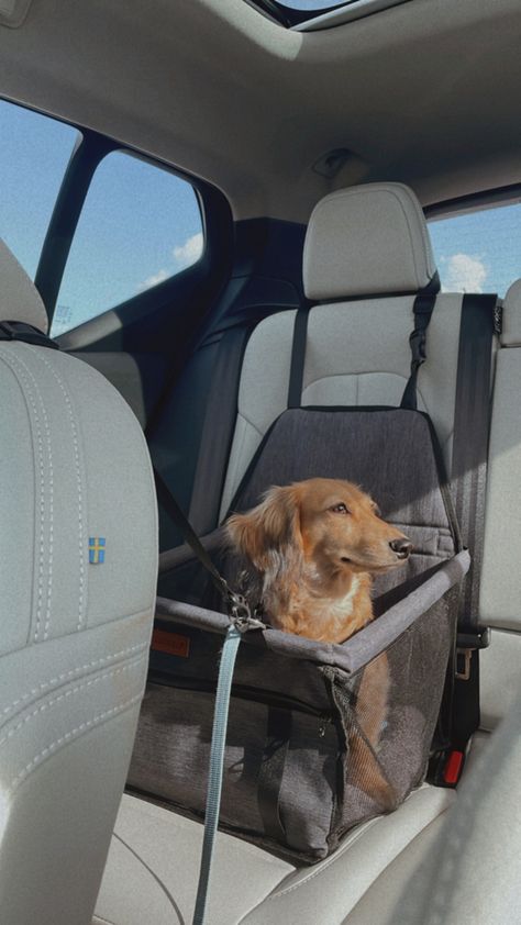 Dog In Car, Car Rider, Dog Organization, Pet Car, Car Images, Dog Car, Cars Organization, Car Travel, Pet Travel