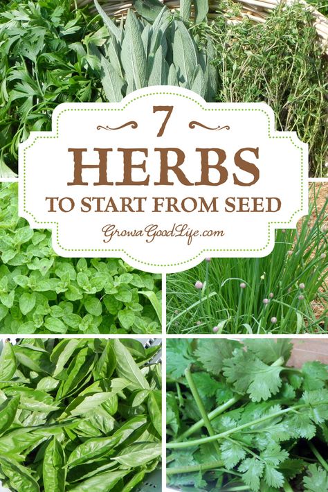 Fresh herbs add delightful flavor and fragrance to foods. You can't get any fresher than snipping leaves and springs from your own homegrown plants right before meal preparation. These are some of my favorite culinary herbs to grow year after year. | 7 Herbs to Start from Seed | Grow a Good Life Herbs To Grow, Types Of Herbs, Meal Preparation, Culinary Herbs, Luxury Garden, Year 7, Herbs Indoors, Growing Herbs, Veggie Garden