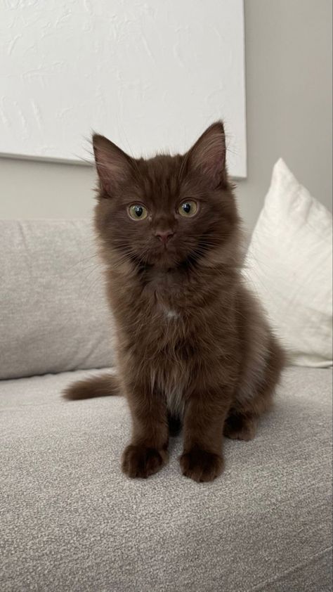 Brown Kitty Cat, Brown Cat Blue Eyes, Brown Ragdoll Cat, Brown Cat Aesthetic, Brooke Core, Chocolate Cats, Breeds Of Cats, Brown Cats, Cat Brown