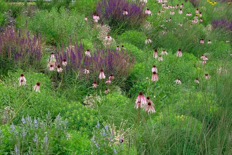 Planting Schemes, Naturalistic Garden, Dutch Gardens, Prairie Garden, Native Plant Gardening, Meadow Garden, Front Yard Design, Planting Plan, Spring Flowering Bulbs