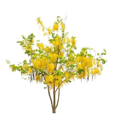 Golden Showers Tree, Kanikonna Flower, Cassia Tree, Flower Captions For Instagram, Cassia Fistula, Flower Cartoon, Tropical Tree, Tree Tattoo, Butterfly Garden