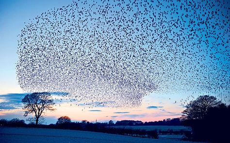 Somerset Levels, Winter Wildlife, Glastonbury Tor, Country Magazine, Somerset England, British Birds, Wildlife Photographer, Lovely Places, Event Poster Design