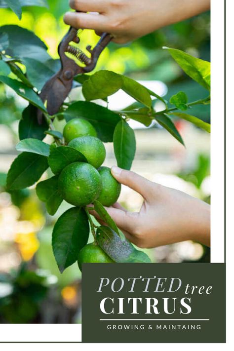 Tips For Growing Citrus Trees In Pots | Kellogg Garden Organics™ Citrus Trees In Pots, Trees In Pots, Growing Lemon Trees, Growing Citrus, Mandarin Tree, How To Grow Lemon, Air Layering, Growing Fruit Trees, Garden Veggies