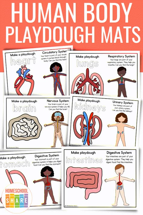 Human Body Activities For 1st Grade, Human Body Inquiry Kindergarten, Human Body Playdough Mats, Human Body Montessori, Human Body Unit Study Kindergarten, Human Body Sensory Bin, Preschool Human Body Activities, Human Body Kindergarten, My Body Preschool