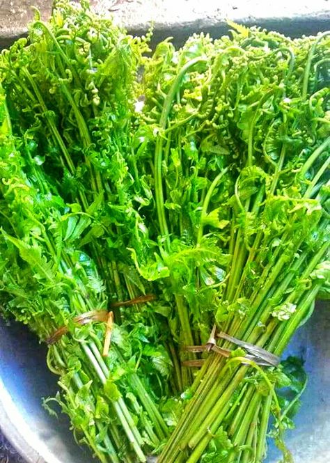 Talbos ng Sayote (Edible Fern Tops) Edible Ferns, Fern, Celery, Quick Saves