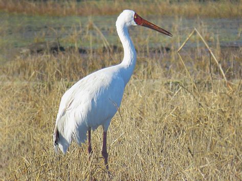 Siberian Crane Siberian Crane, Ap Drawing, Hummingbird Pictures, Location Icon, Crane Bird, Rare Birds, All Birds, Bird Photo, Endangered Species