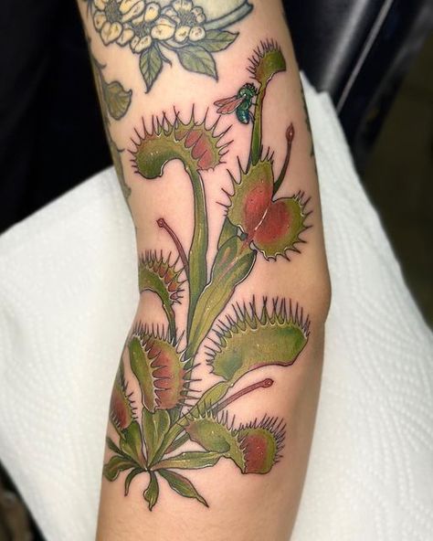 Pitcher Plant Tattoo, Venus Flytrap Tattoo, Venus Fly Trap Tattoo, Plant Tattoos, Venus Mcflytrap, Tattoo 2023, Green Tattoos, Venus Flytrap, Bug Tattoo