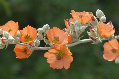 Globe Mallow Tattoo, Desert Marigold Tattoo, Desert Mallow Plant, Desert Mallow, Indian Mallow Flower, Desert Tattoo, Peach Leaved Bellflower, Plant Fungus, Desert Flowers